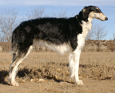 Top Open Field Courser 2009